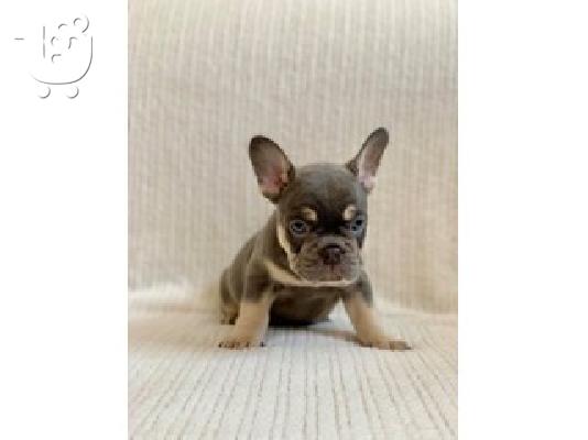PoulaTo: French Bulldog Puppies